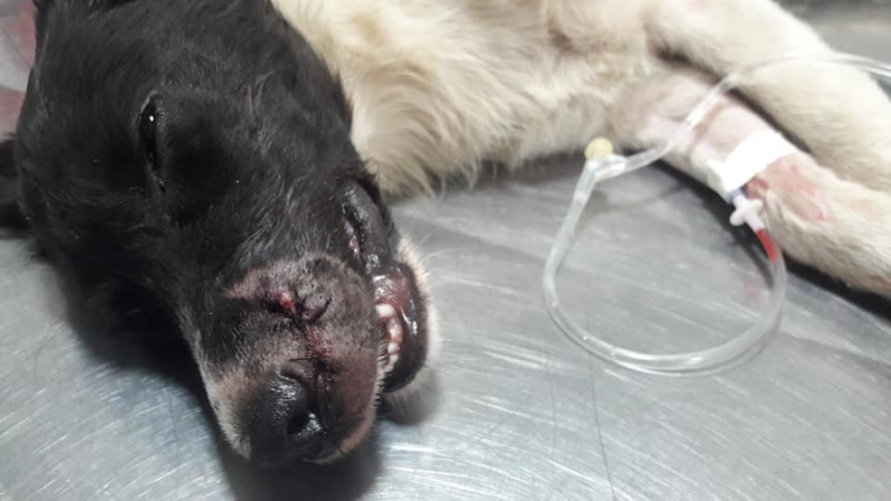 O cachorro teve um corte profundo no focinho e uma fratura na vértebra, de acordo com as pessoas que o socorreram — Foto: Lilian Jolia/Arquivo pessoal