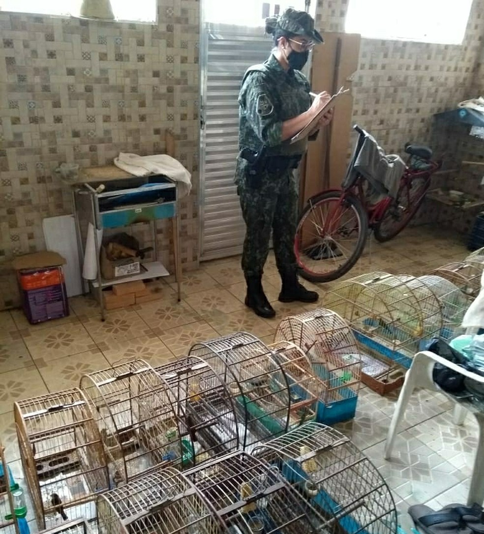 Agentes multaram o responsável em R$ 19.500 — Foto: Divulgação/Polícia Militar Ambiental