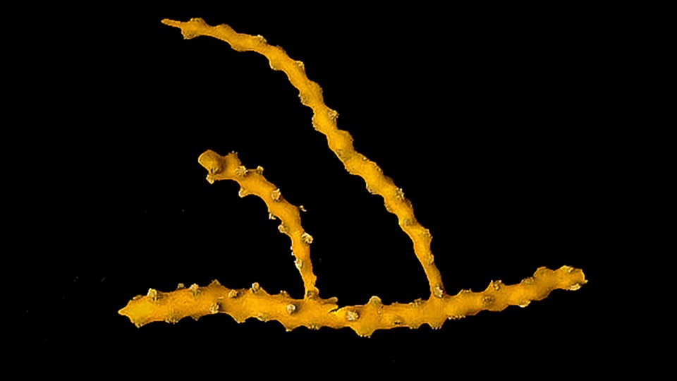 Coral Chromoplexura cordellbankensis encontrado no fundo do mar, na costa da Califórnia (Foto: Gary Williams © 2019 California Academy of Sciences)