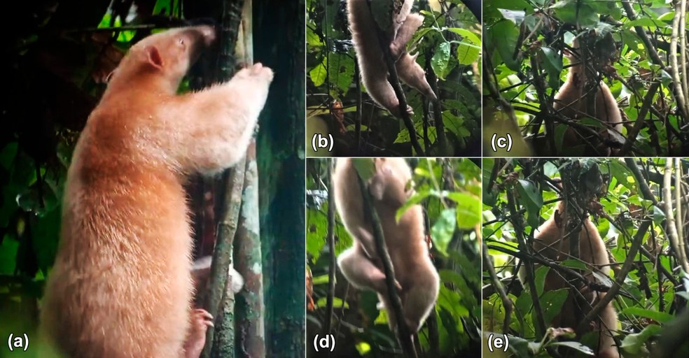 Irmãos tamanduá cor-de-rosa, indo um ao encontro do outro. Primeiro indivíduo em A, B e D. Segundo espécime em C e E. — Foto: Cotts et al. 2023