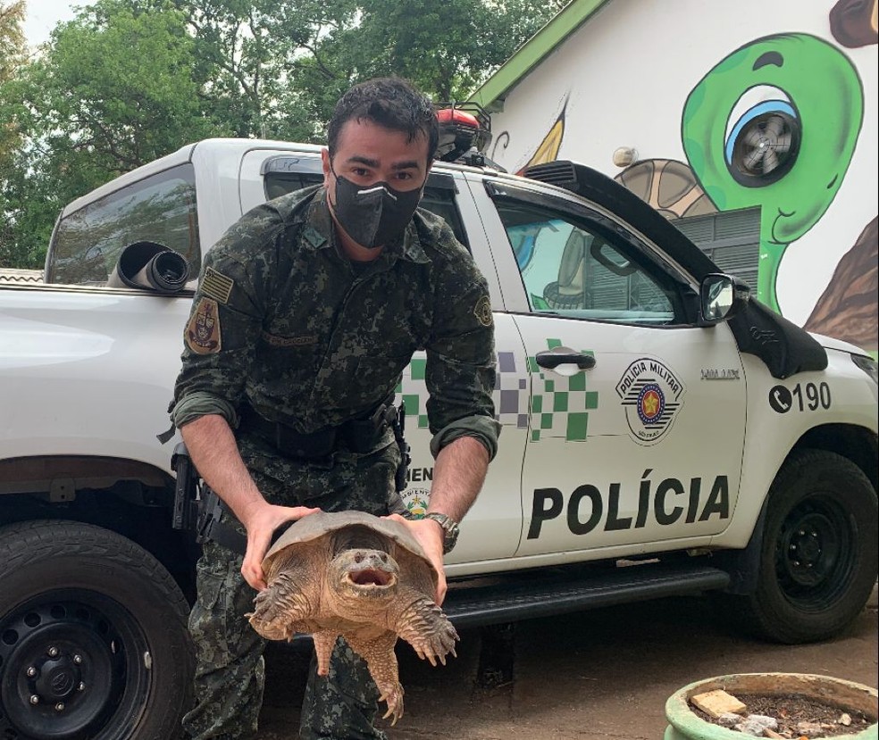 Tartaruga-aligátor é encontrada em Presidente Prudente — Foto: Polícia Ambiental 