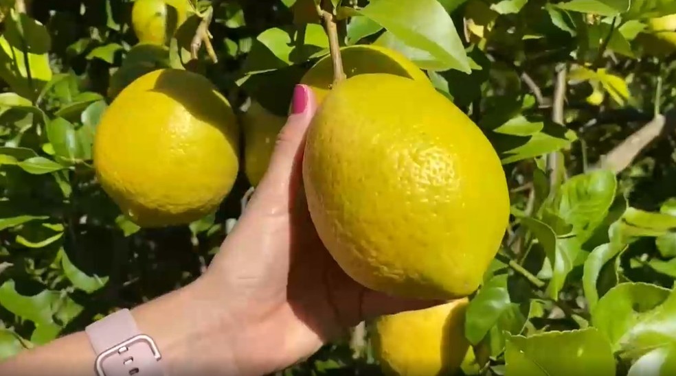  Voluntários vão consumir um suplemento que contém extrato da casca do limão, especialmente do limão amarelo, conhecido como siciliano — Foto: Reprodução / Globo Rural
