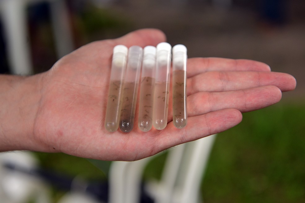 Amostras com larvas do mosquito transmissor da dengue recolhidas em Limeira — Foto: Divulgação/ Prefeitura de Limeira