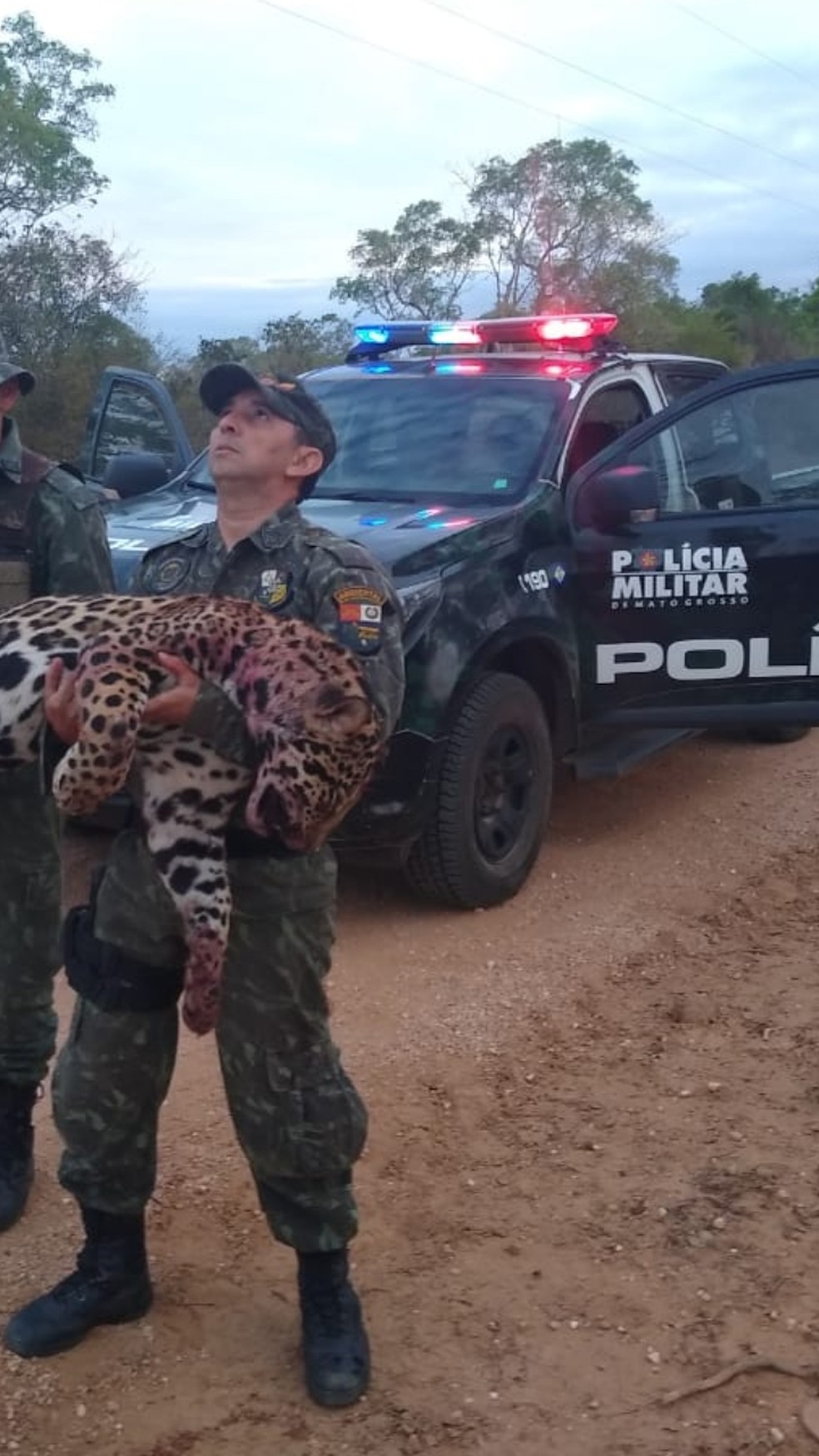 Onça-pintada foi encontrada morta nessa segunda-feira (7) supostamente depois de ter sido atropelada na MT-060, a Transpantaneira, na região do Pantanal, em Poconé — Foto: Batalhão de Polícia Militar de Proteção Ambiental (BPMPA)