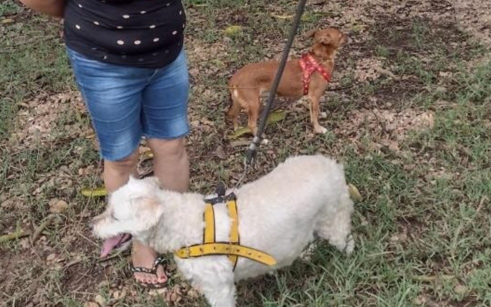Animais resgatados de carro após capotamento, em Santa Cruz de Goiás — Foto: Divulgação/Corpo de Bombeiros