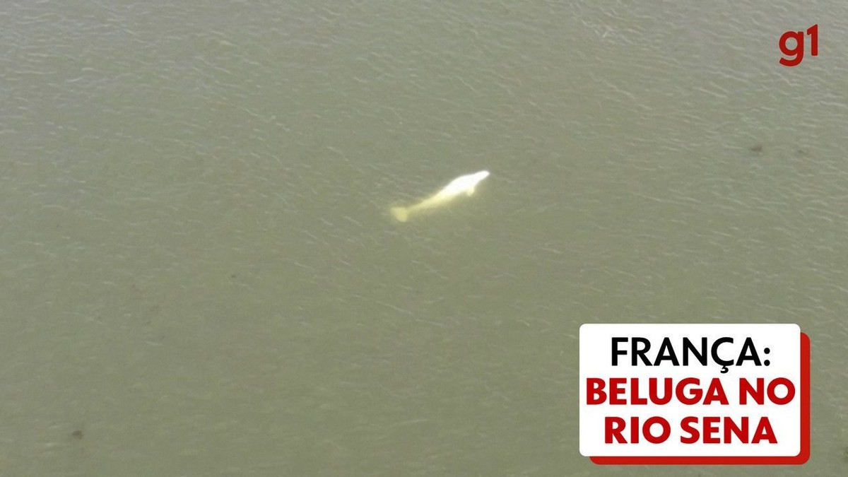 Aparece una ballena beluga en el Sena, Francia, y los expertos estudian qué hacer |  Globalismo