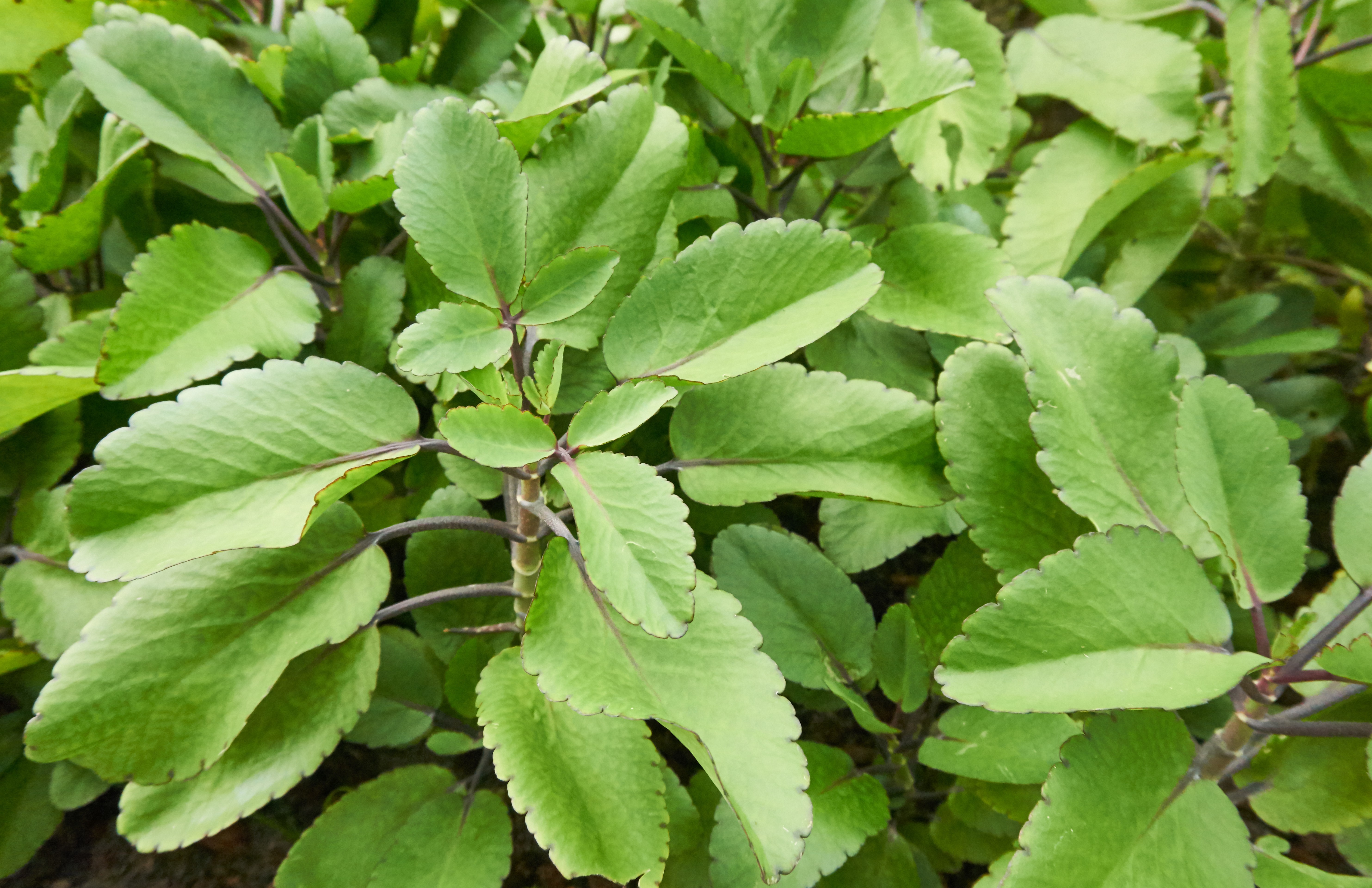 Bryophyllum pinnatum: saiba como cultivar em casa a folha-da-fortuna - Casa  e Jardim | Plantas