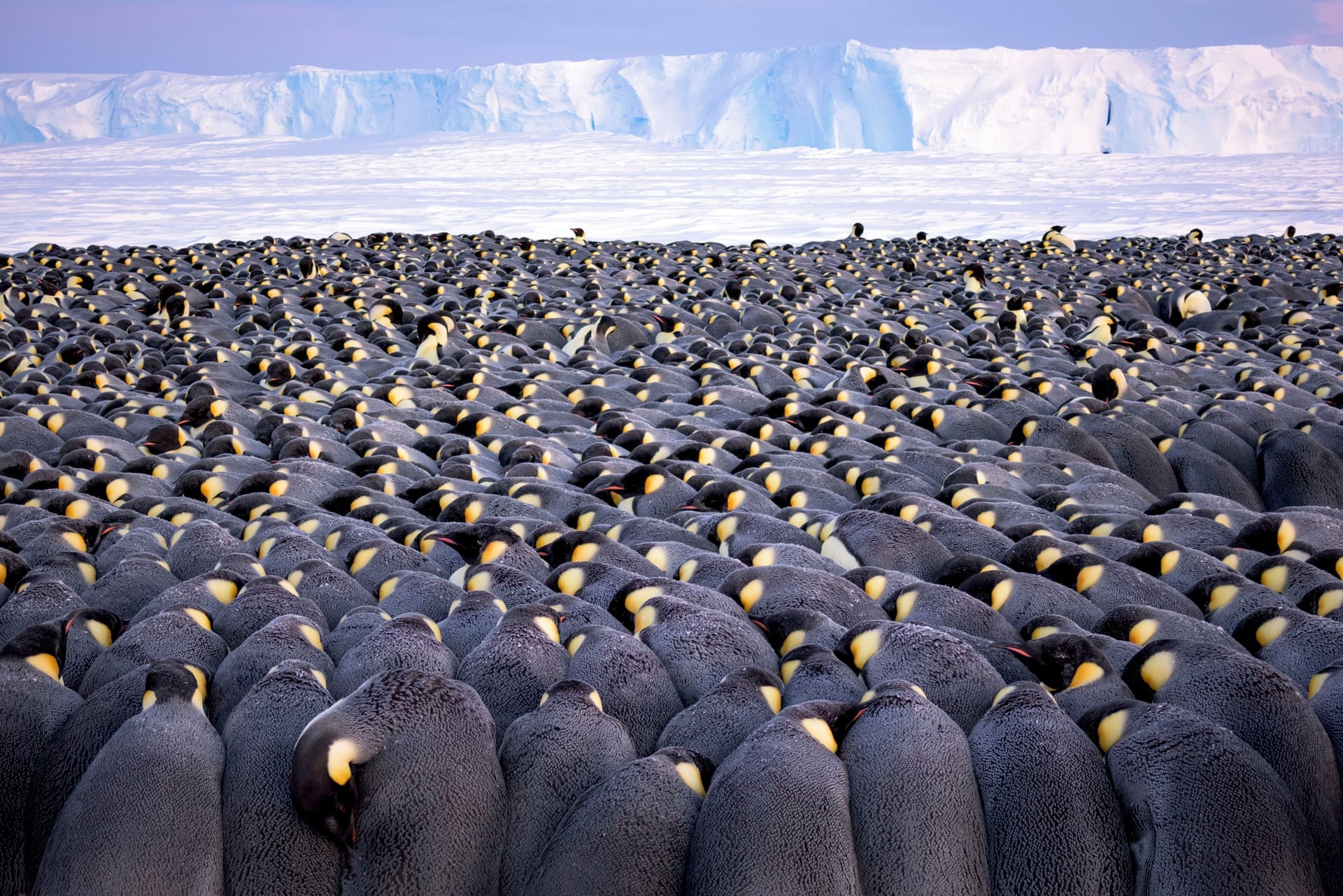 Mais de 5 mil pinguins se amontoam contra o vento (Foto: Stefan Christmann/2019 Wildlife Photographer of the Year)