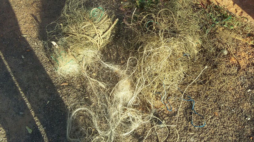 Ocorrência foi registrada em Pacaembu (Foto: Polícia Ambiental/Cedida)