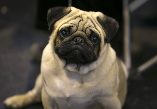 BIRMINGHAM, ENGLAND - MARCH 08: A pug dog sits with its owner on the Toy and Utility day of the Crufts dog show at the NEC on March 8, 2014 in Birmingham, England. Said to be the largest show of its kind in the world, the annual four-day event, features t (Foto: Matt Cardy/Getty Images)