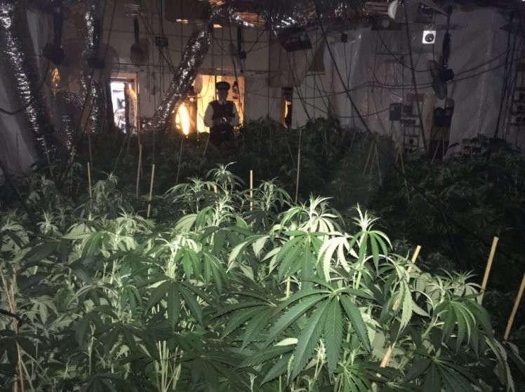 Pés de maconha em área urbana de Londres