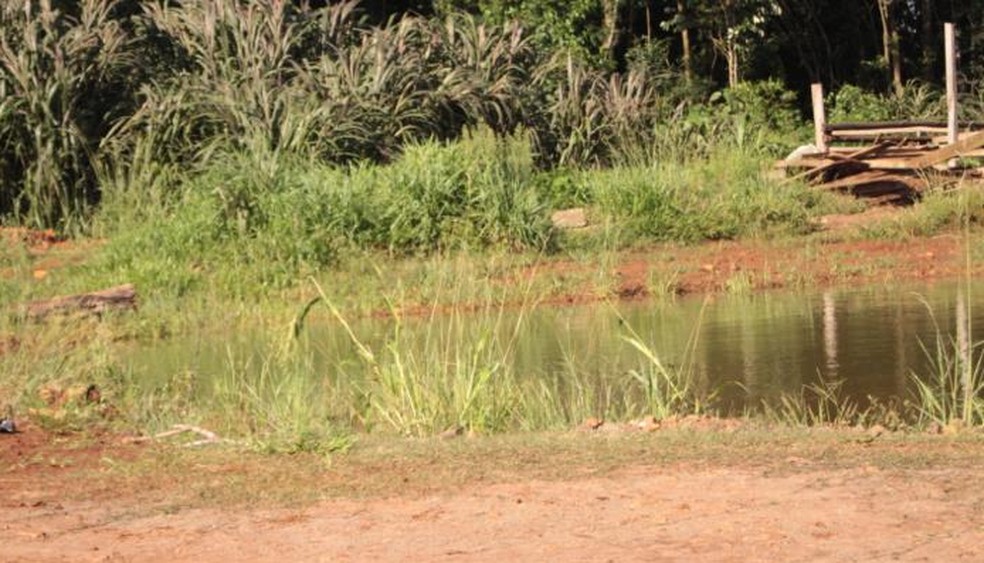 Segundo testemunha, homem desejava retirar um ninho de abelhas do local — Foto: Marcos Lewe / Grupo Wh Comunicações