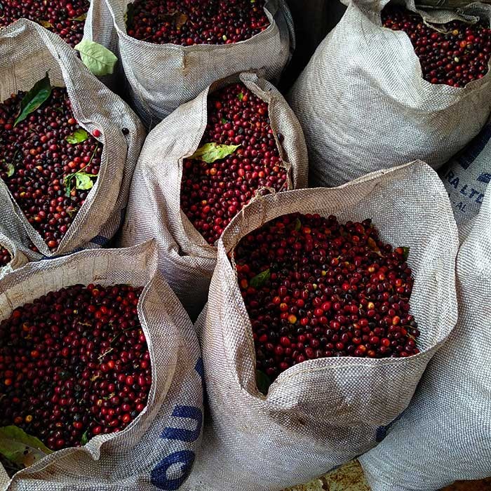 Estados produtores de café conilon já iniciam a colheita do grão