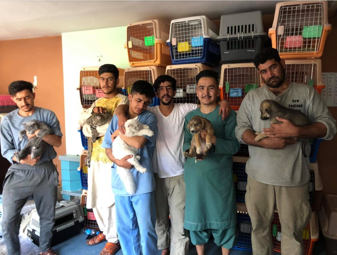 ONGs que cuidam de animais de rua no Afeganistão tentam tirar cães e gatos do país antes do prazo de 31 de agosto thumbnail