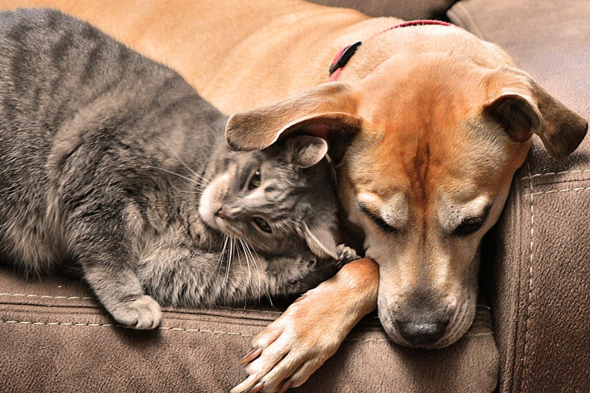 Os médicos-veterinários devem se preocupar com o bem-estar dos animais na hora do atendimento (Foto: Flickr/ Stuart Konecky/ CreativeCommons)