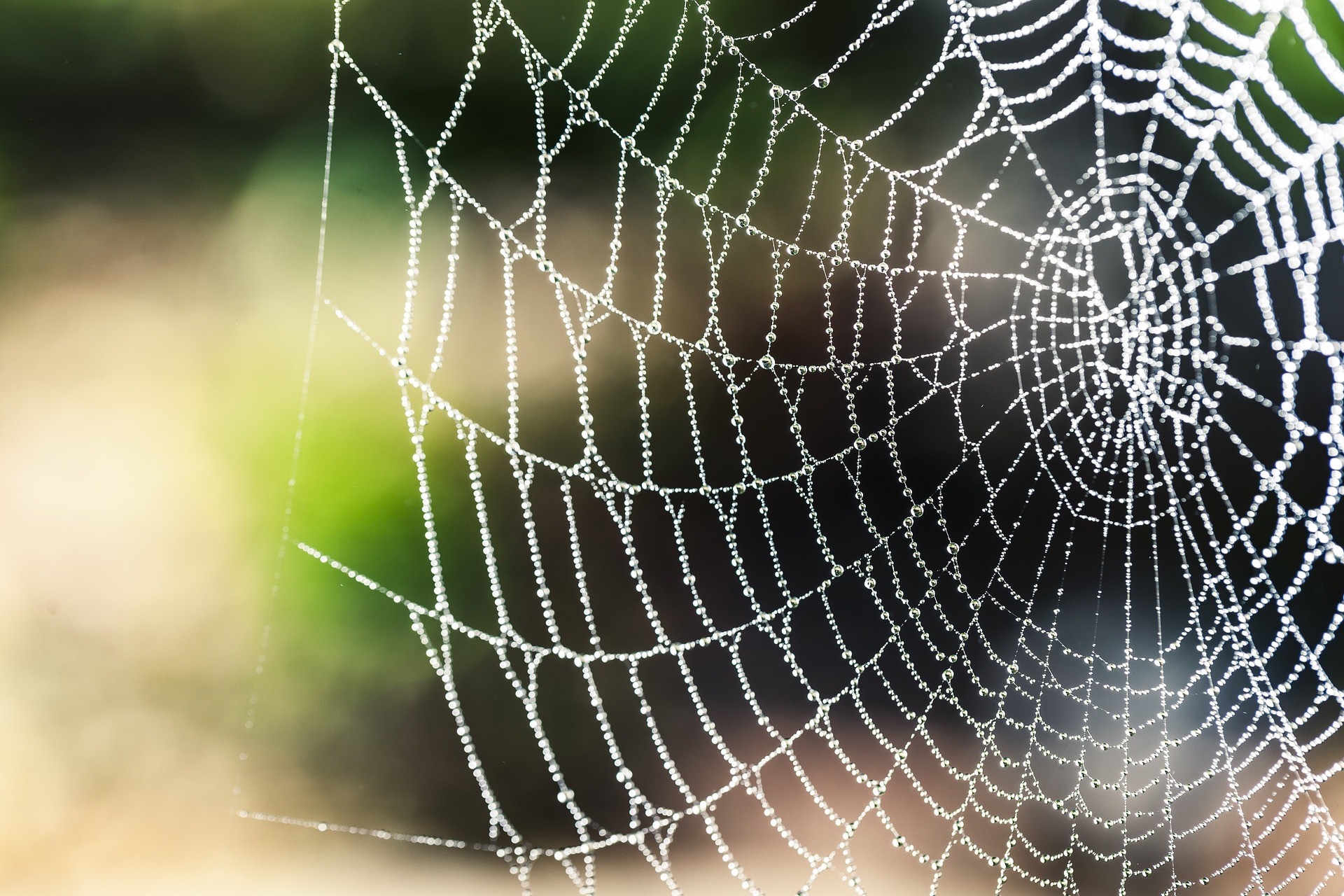 Seda de aranha pode ser útil no tratamento contra o câncer (Foto: Pixabay)