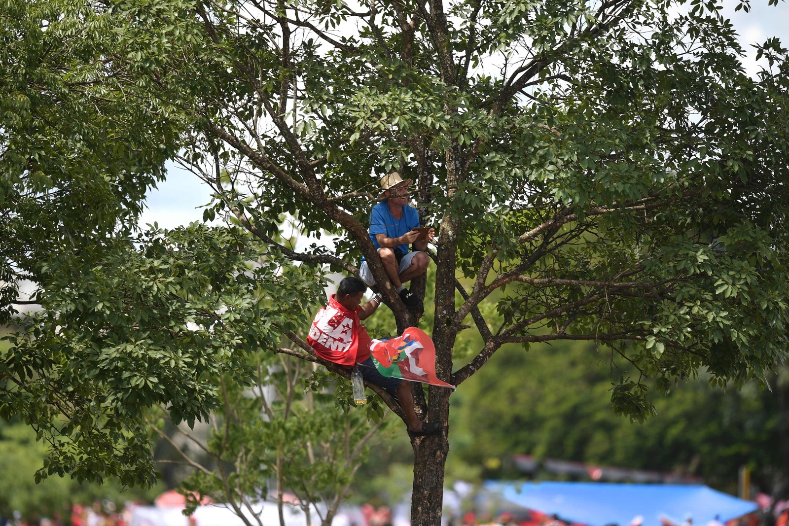 Apoiadores de lula sobem em árvore para vê-lo desfilar no Rolls-Royce presidencial — Foto: CARL DE SOUZA/AFP