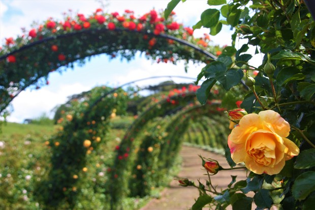 Parque na serra gaúcha reúne 7 milhões de plantas   (Foto: Vanessa Pedrotti)