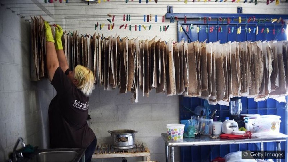 Empreendedores estão descobrindo várias maneiras de transformar o excesso de sargaço em algo útil — como papel — Foto: Getty Images