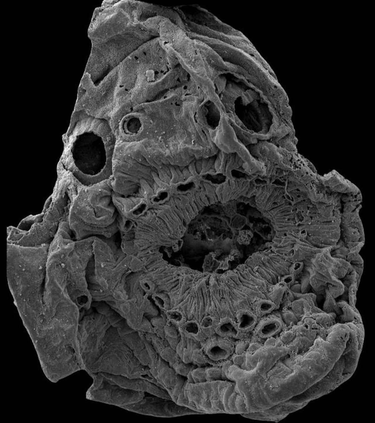 Científicos revelan el misterio de una criatura sin ano que puede ser el antepasado de las arañas  Ciencias