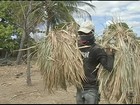 Seca reduz a produção das palmeiras de carnaúba no Ceará
