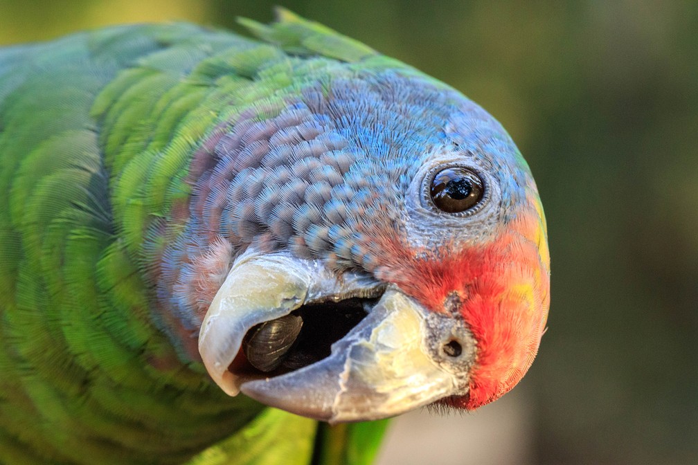 Papagaio é um exemplo de animal silvestre; animal não pode ser retirado da natureza  (Foto: Belmira McLeod/VC no TG)