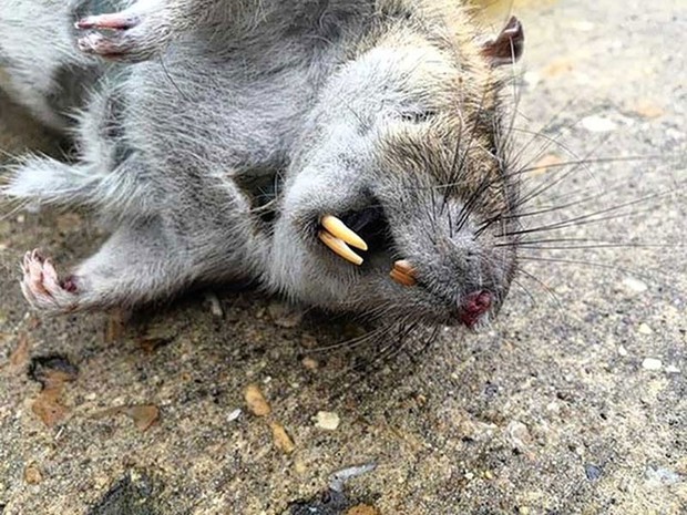 Raro rato gigante (do tamanho de um bebé) fotografado vivo pela primeira  vez - ZAP Notícias