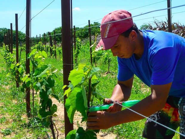 Agricultores da Agrovila Paulo Freire são os primeiros a cultivar a variedade (Foto: Fred Veras/Sebrae)