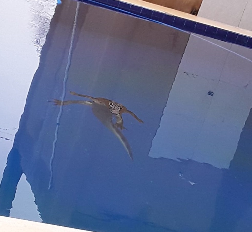 Jacare Tinga De Mais De Um Metro E Encontrado Dentro De Piscina Em Sitio Na Zona Leste De Teresina Piaui G1
