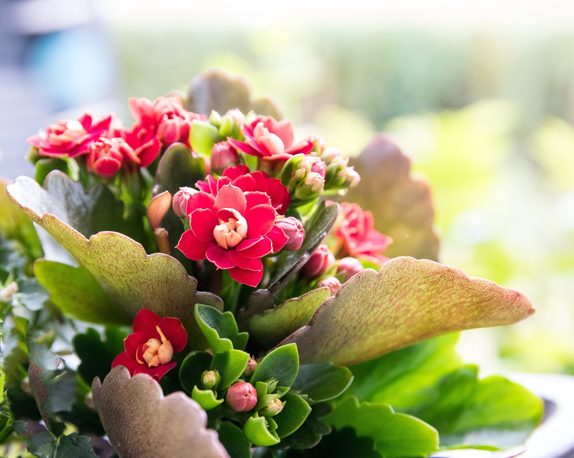 As flores da Kalanchoe podem ser encontradas em tom alaranjado, vermelho, amarelo, rosa, lilás e branco (Foto: Pixabay / Creative Commons)