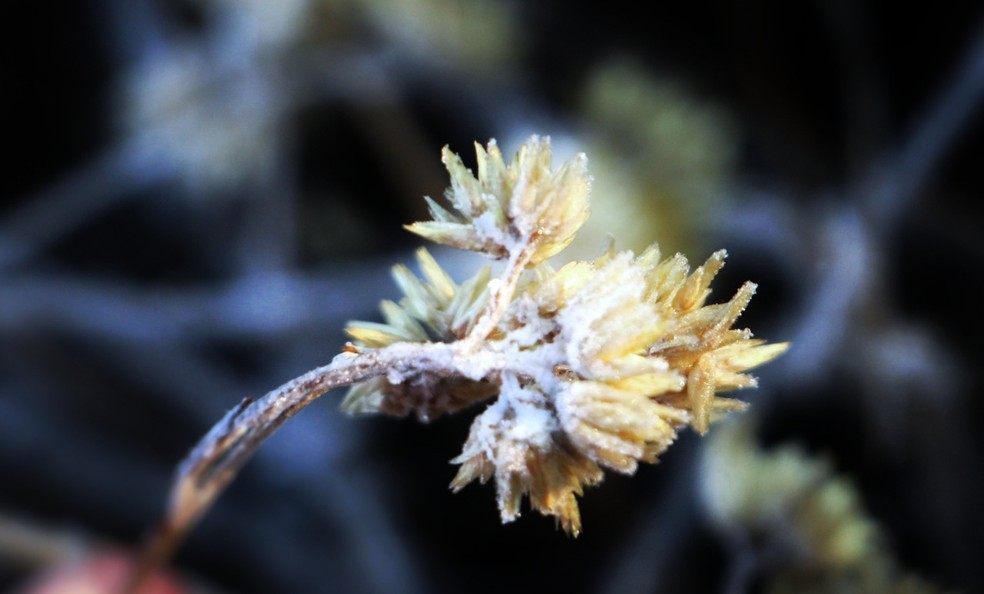 Vegetação atingida pela geada — Foto: Mycchel Legnaghi/ São Joaquim Online