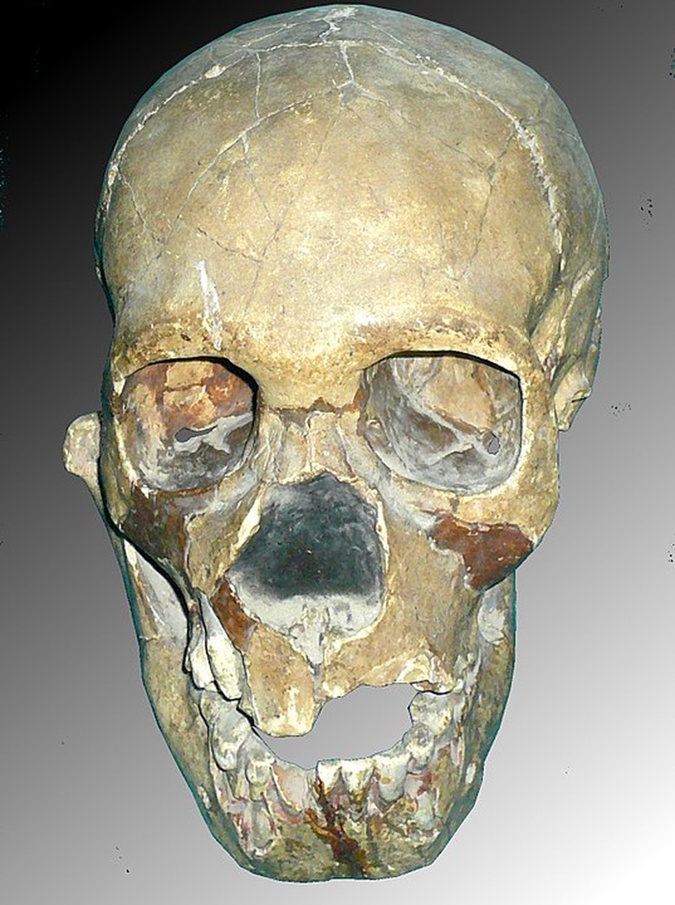 Crânio do menino neandertal descoberto em 1938 na Caverna Teshik-Tash — Foto: Wikimedia Commons 