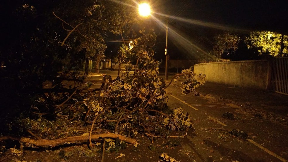 Campinas teve queda de árvores após forte ventania na segunda-feira — Foto: Defesa Civil