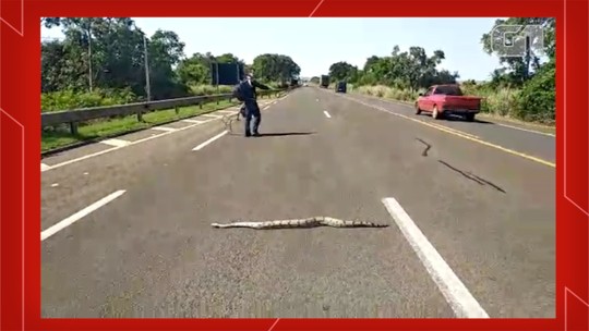 Jiboia é flagrada atravessando rodovia de MS e guardas municipais param carros para evitar atropelamento; vídeo