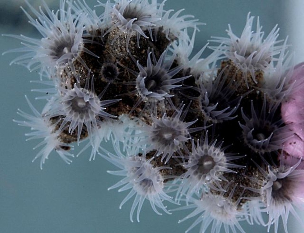 Epizoanthus martinsae vive em corais negros em profundidades de quase 400 metros — Foto: Atlas via BBC