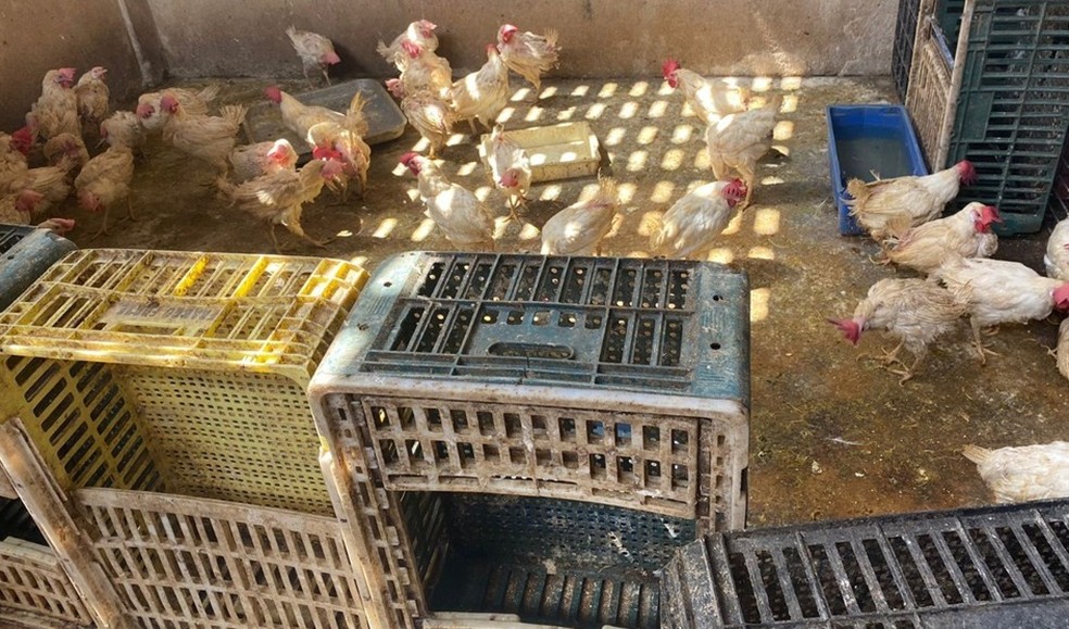 Estabelecimento realizava abate clandestino e venda de frangos no Bairro Antônio Bezerra — Foto: MPCE