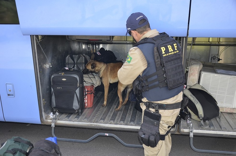 C&atilde;es ajudaram agentes na fiscaliza&ccedil;&atilde;o de bagagens em &ocirc;nibus que circularam pelas rodovias federais em Pernambuco, durante o feriad&atilde;o da Independ&ecirc;ncia (Foto: Ascom PRF/Divulga&ccedil;&atilde;o)
