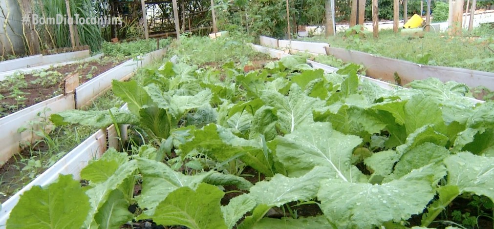 Instituto distribui verduras e hortaliças em troca de produtos eletrônicos em Palmas 