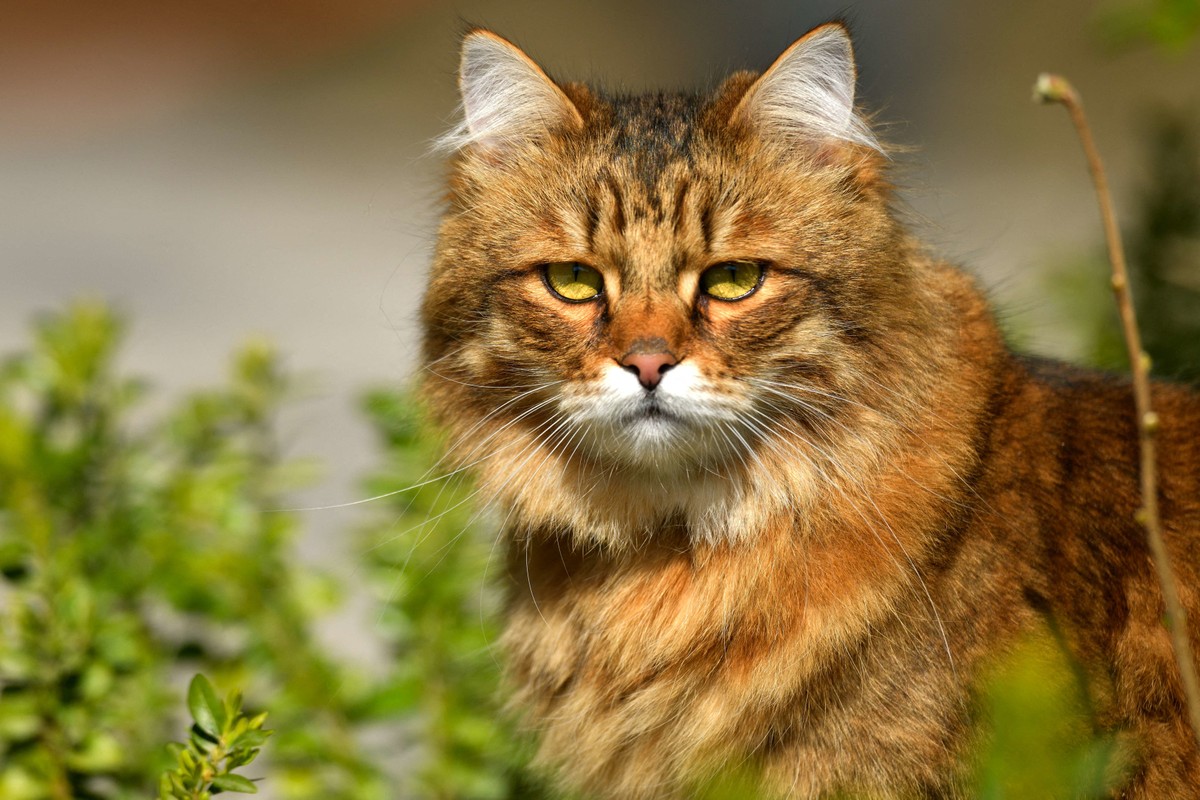 10 curiosidades del gato siberiano, el felino doméstico más resistente al frío | mascotas