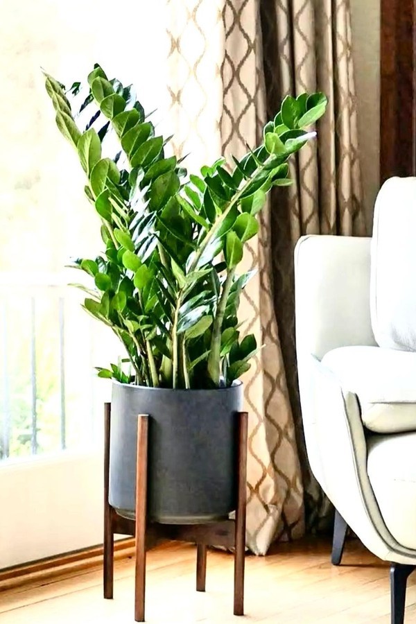 5 plantas que ajudam a umidificar o ar (Foto:  Reprodução / Instagram/ @torontoparadiseplants))