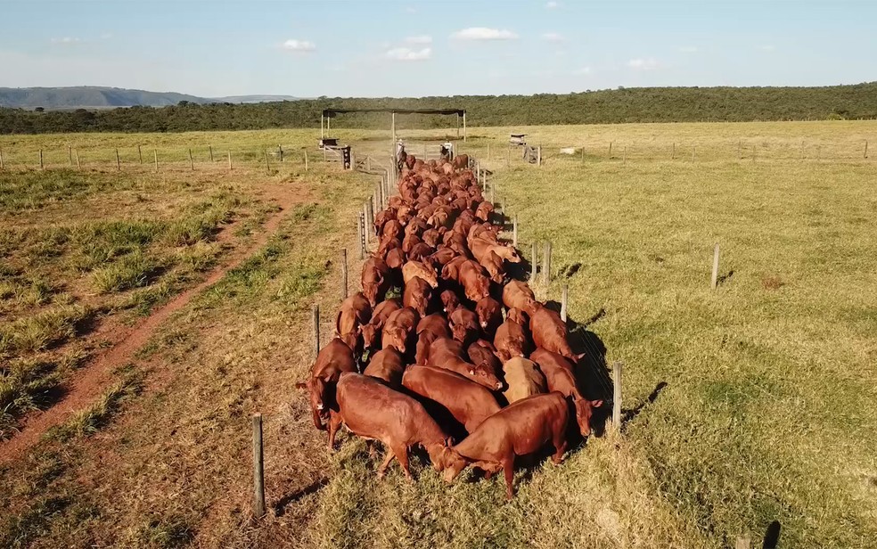 Fazenda em Rifanina, SP, trabalha manejo de gado da raça Senepol há cerca de dez anos  — Foto: Senepol da Barra/Divulgação