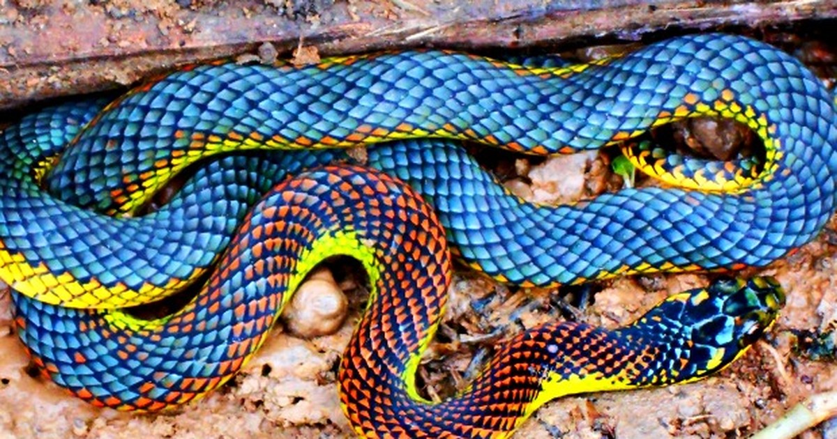 Uma cobra azul, vermelha e amarela senta-se em uma rocha.