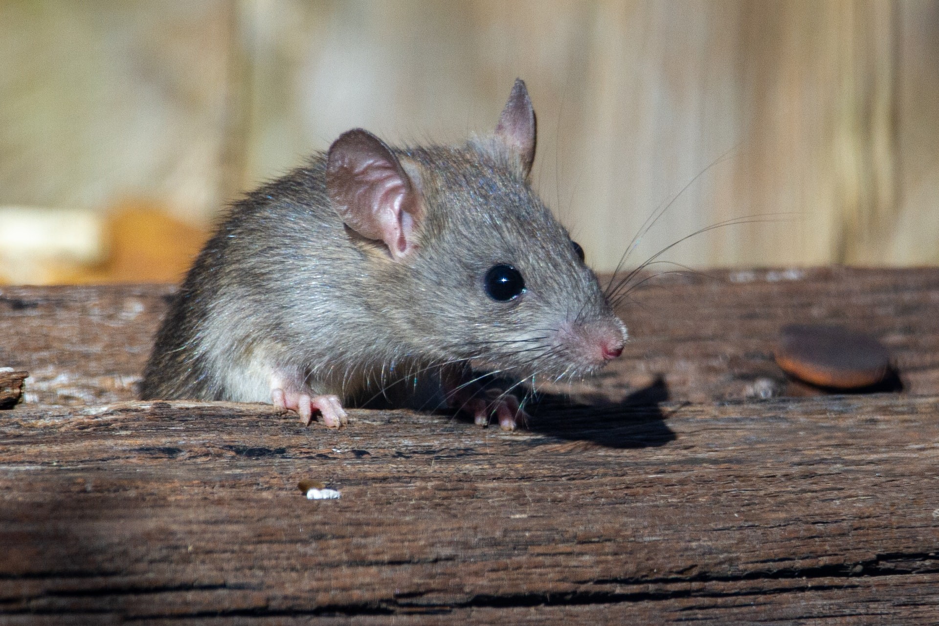 Tumores hepáticos foram eliminados em ratos com uma tecnologia de som  (Foto: Joshua J. Cotten/Unsplash )