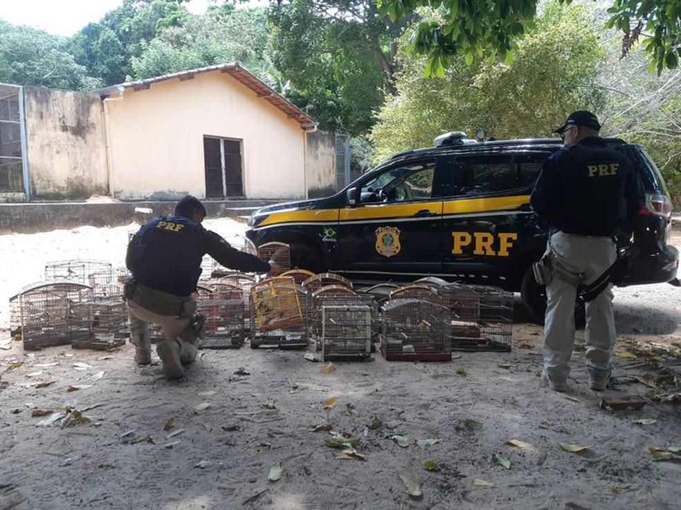 Opera&ccedil;&atilde;o apreendeu aves silvestres no RN &mdash; Foto: Divulga&ccedil;&atilde;o