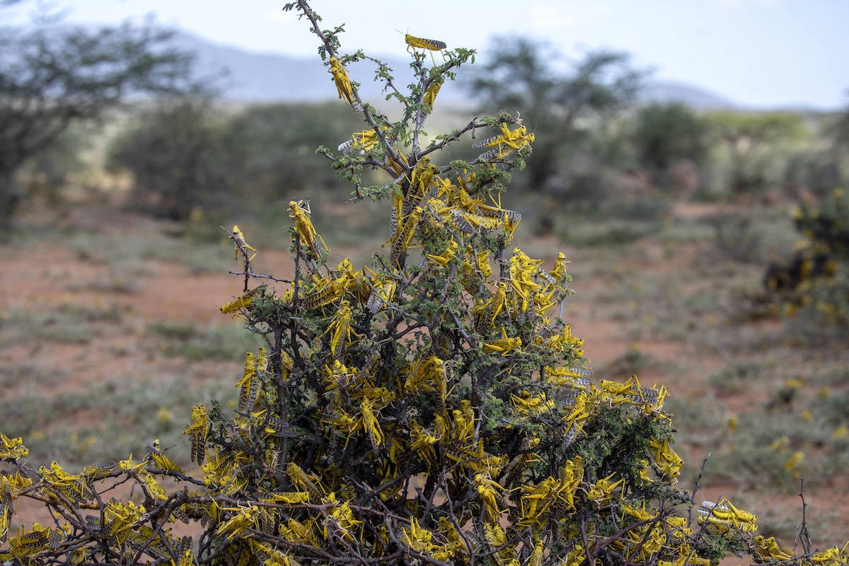 Gafanhoto-do-deserto (Foto: Divulgação/FAO)