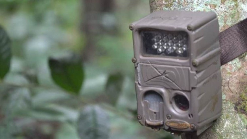 Pesquisadores amarraram câmaras na árvore para monitorar espécies em sete áreas (Foto: Chester Zoo)