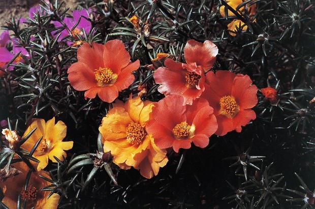 UNSPECIFIED - JANUARY 05: Moss-rose Purslane or Moss-rose (Portulaca grandiflora), Portulacaceae. (Photo by DeAgostini/Getty Images) (Foto: De Agostini via Getty Images)