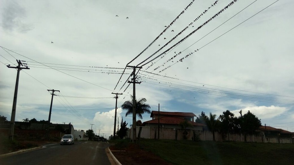Andorinhas fazem do céu de Vilhena um ponto de encontro (Foto: Aline Lopes/G1)