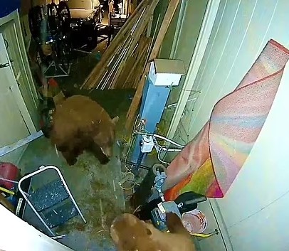 Ursos invadem garagem de casa, brigam e assustam moradora (Foto: Reprodução/Youtube)