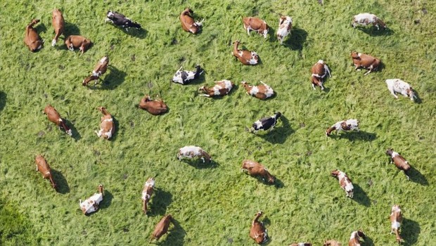 A criação de bovinos é um dos principais emissores de gás metano (Foto: Getty Images via BBC News)